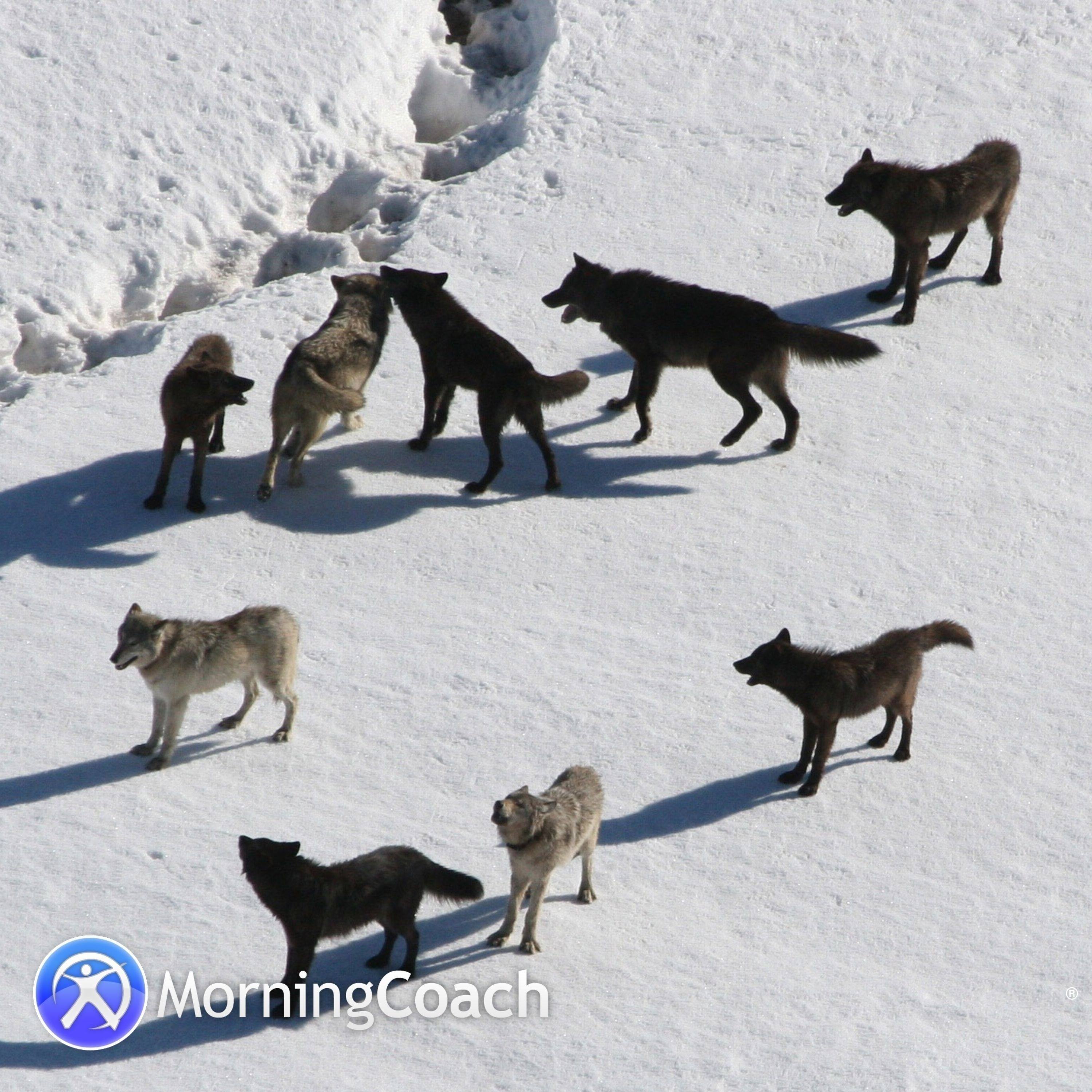 Speed Of The Leader Determines The Rate Of The Pack episode artwork