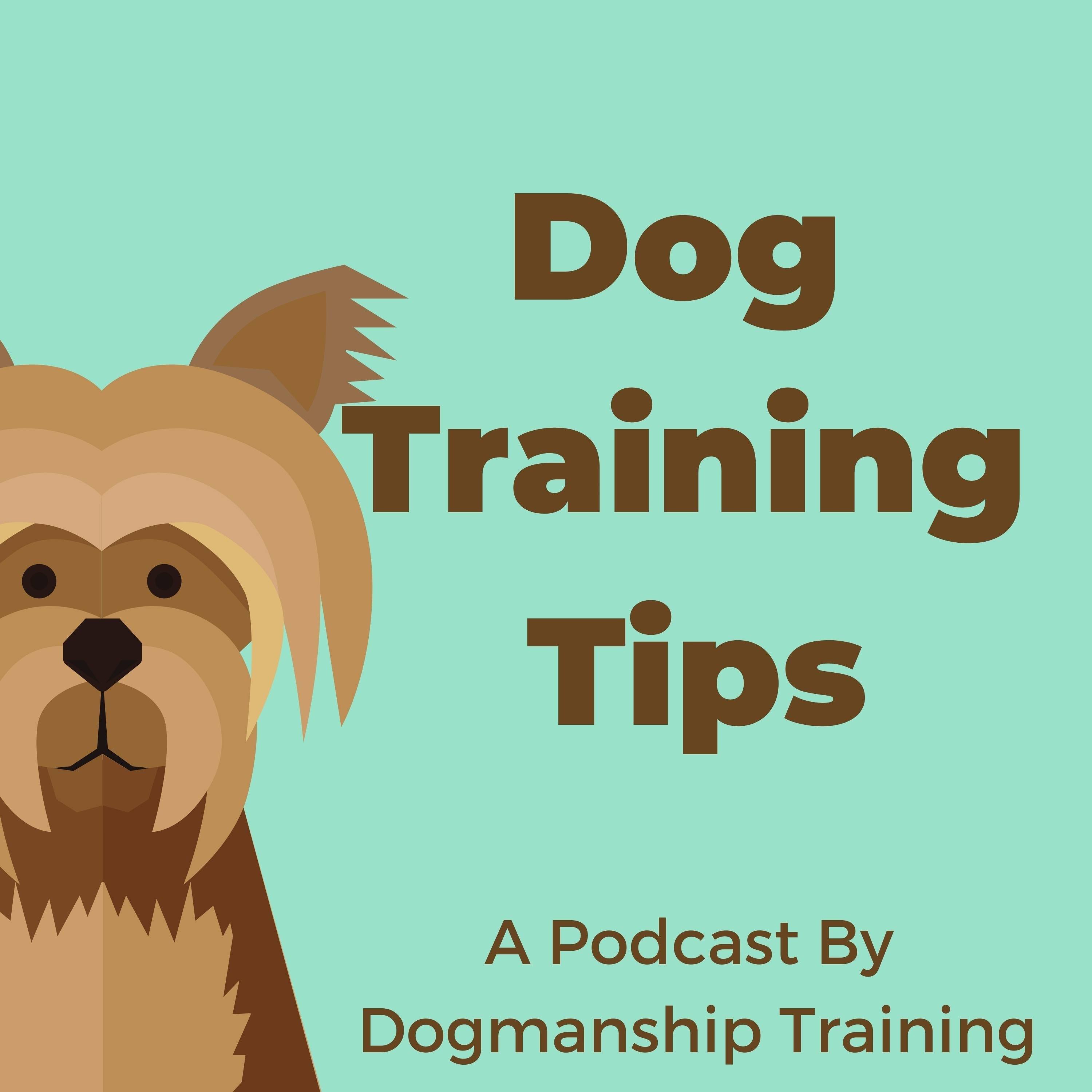 Tips and Talk - with Sarah from Canine Comprehension