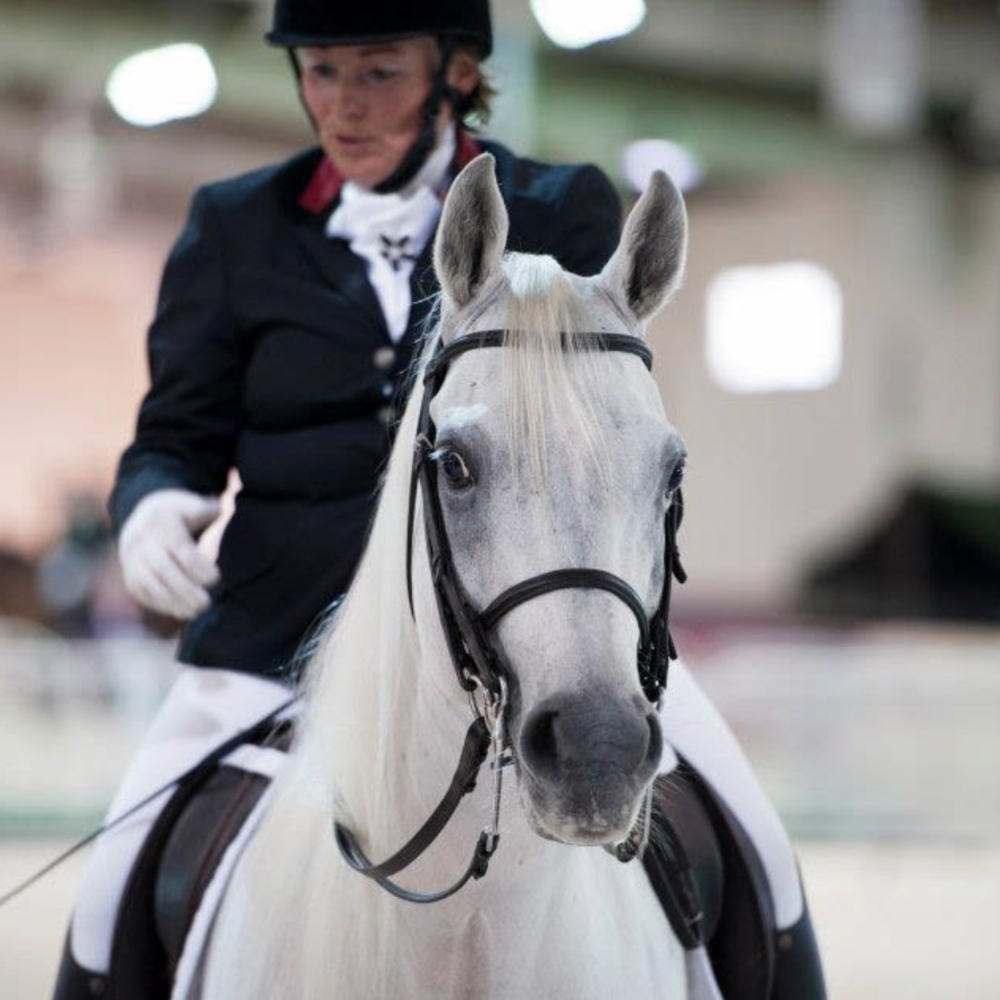 Judgement Day in Equestrian Sports