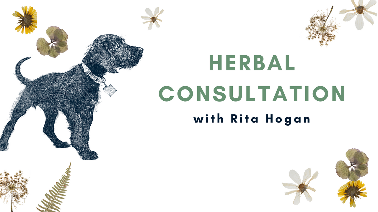 Canine Herbalism with Rita Hogan
