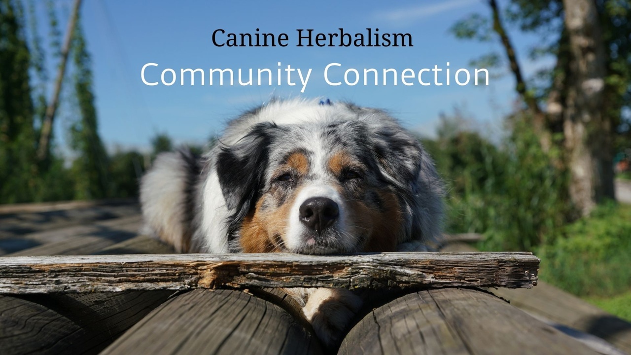 Canine Herbalism with Rita Hogan