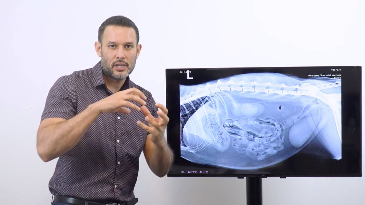 Linear Foreign Body Online Course - MiniVet Guide