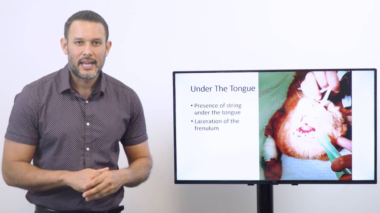 Linear Foreign Body Online Course - MiniVet Guide