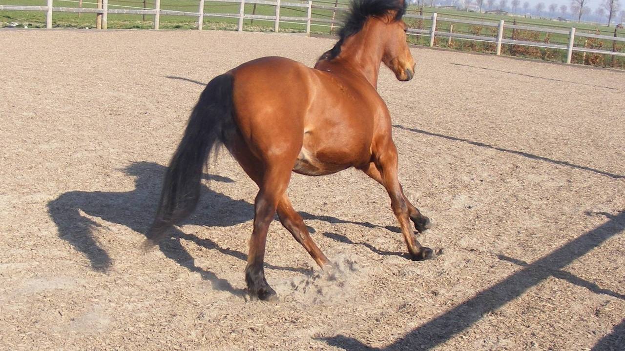 Scheefheid en pijn bij paarden: oorzaken van gedragsproblemen