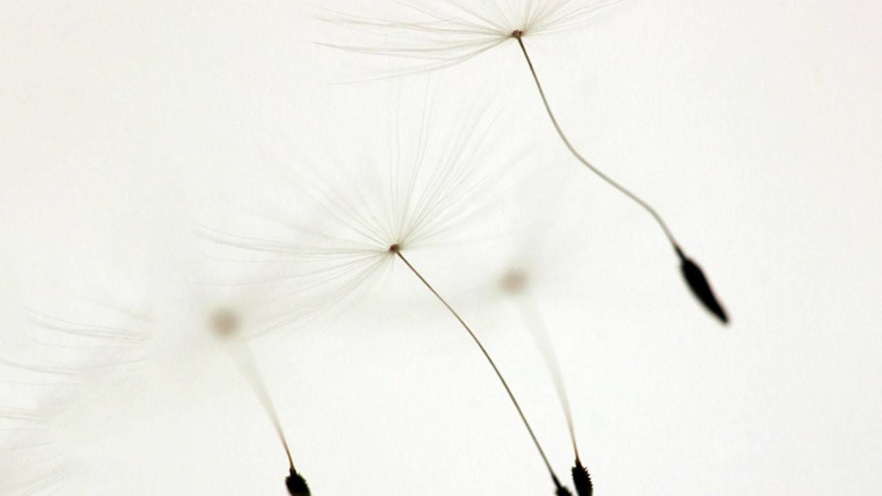 All About Seasonal Allergies + Our Botanical Allergy Relief Injection!