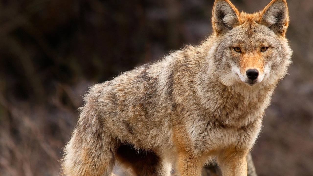 The Easiest Way to Trap Coyotes