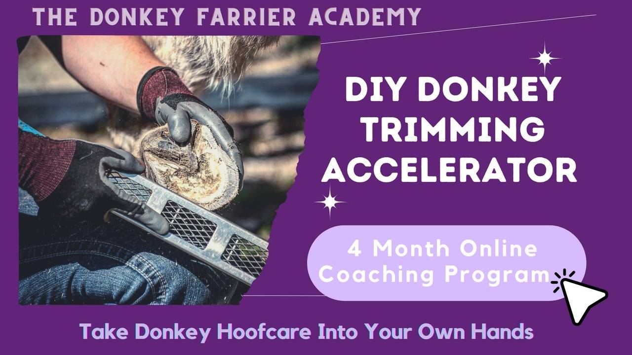 Learn Donkey Hoof Trimming
