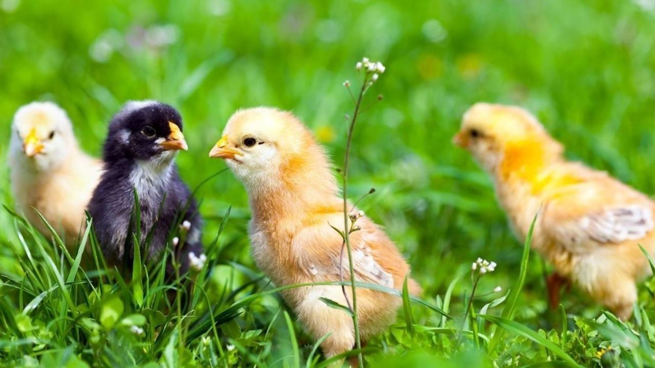 Preparing For Baby Chicken Hatching