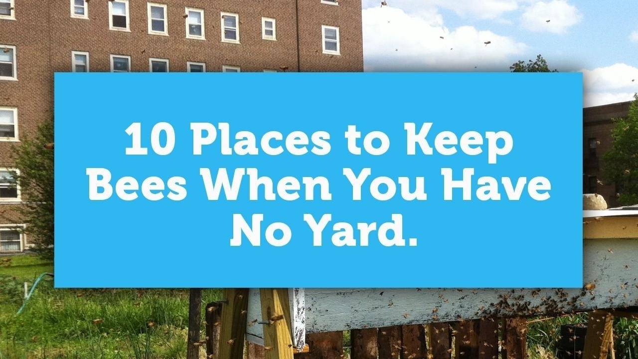 10 Places To Keep Bees When You Have No Yard.