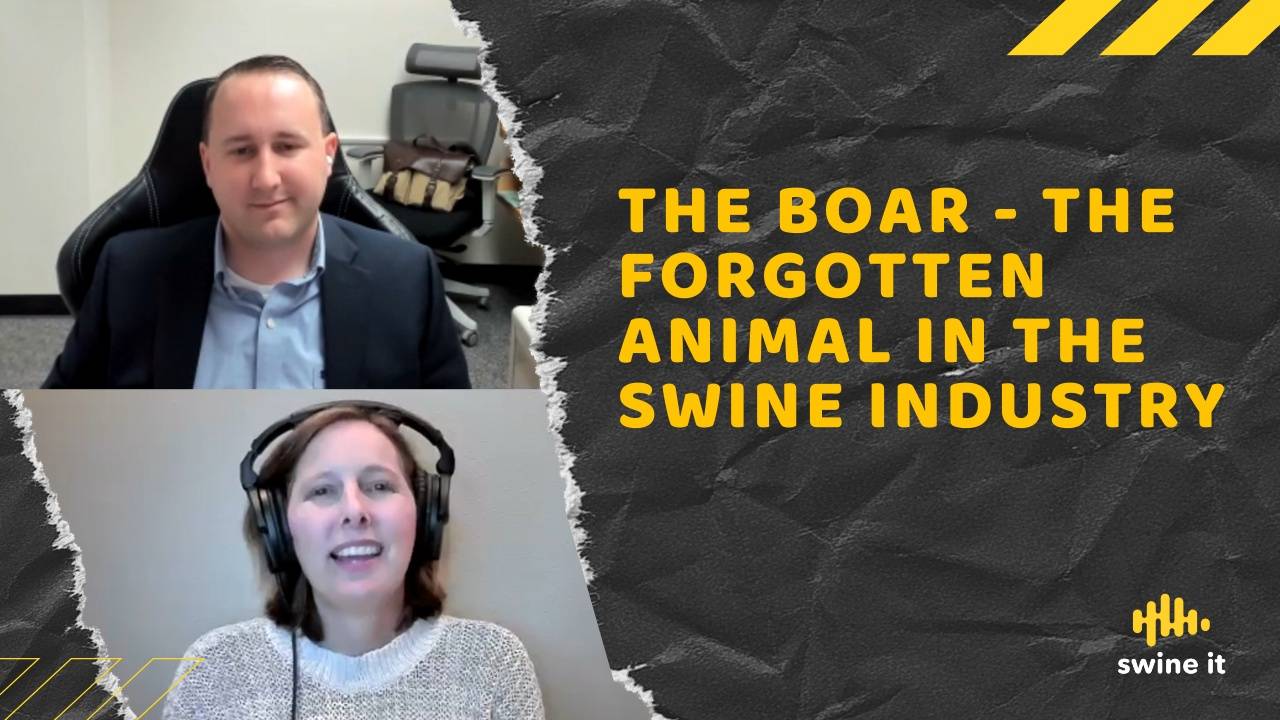 The Boar - the forgotten animal in the swine industry - Dr. Karl Kerns