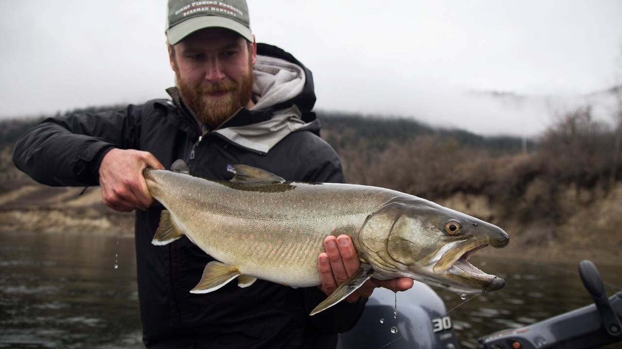 A Quick Bull Trout Fact!