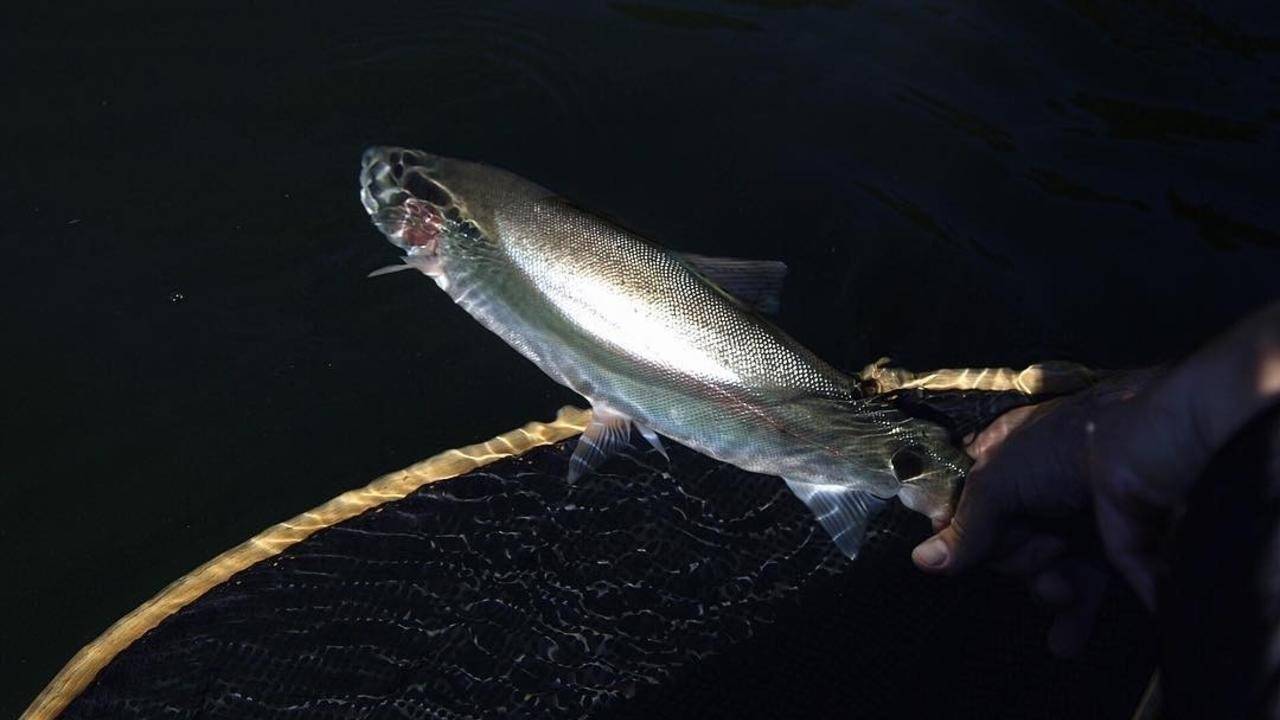 Understanding Retrieval Rate in Fly Fishing