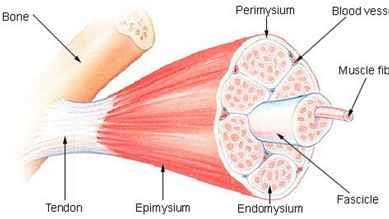Muscle Filaments