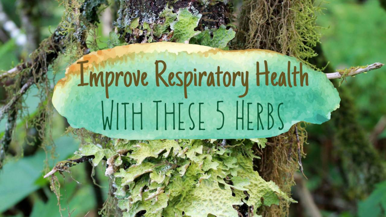 Improve Your Respiratory Health With These 5 Herbs