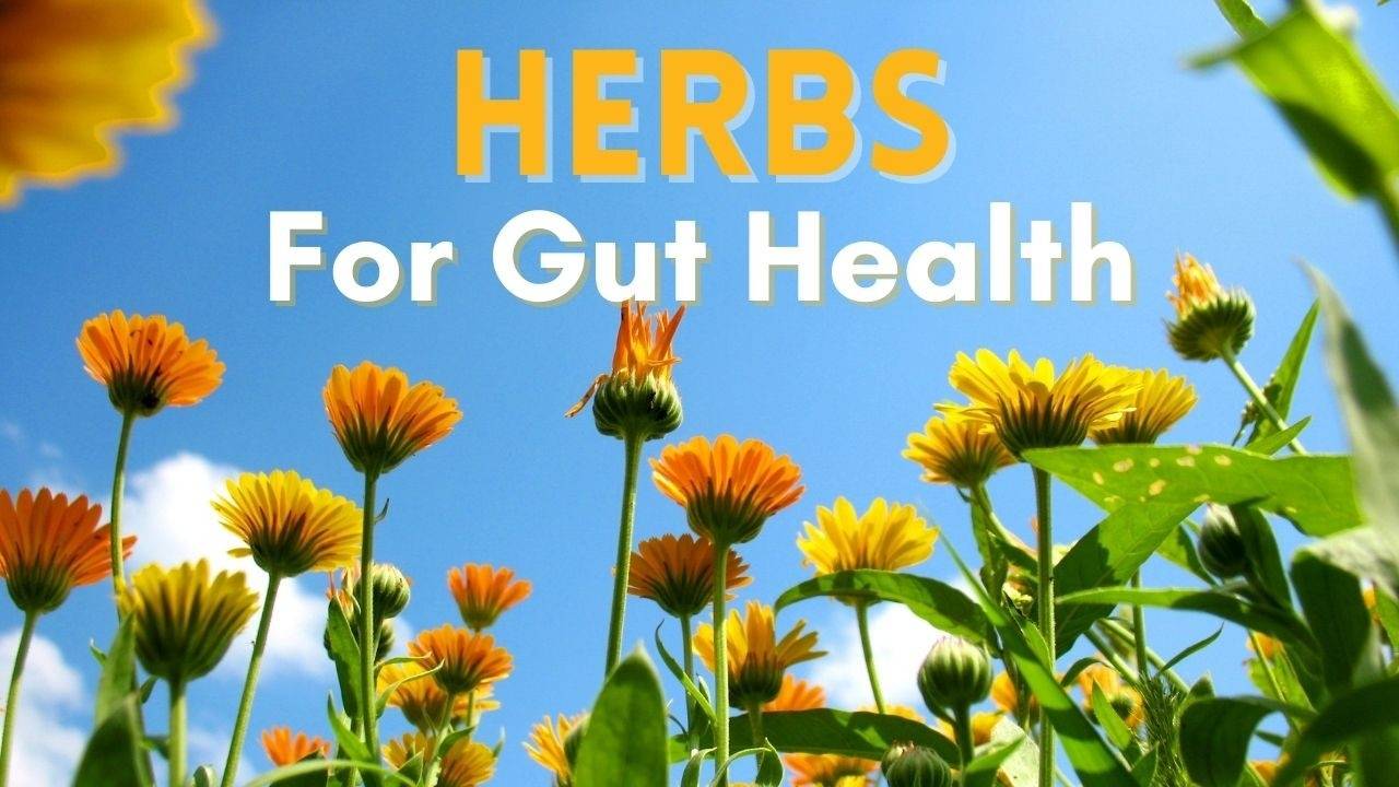 Herbs For Gut Health Program