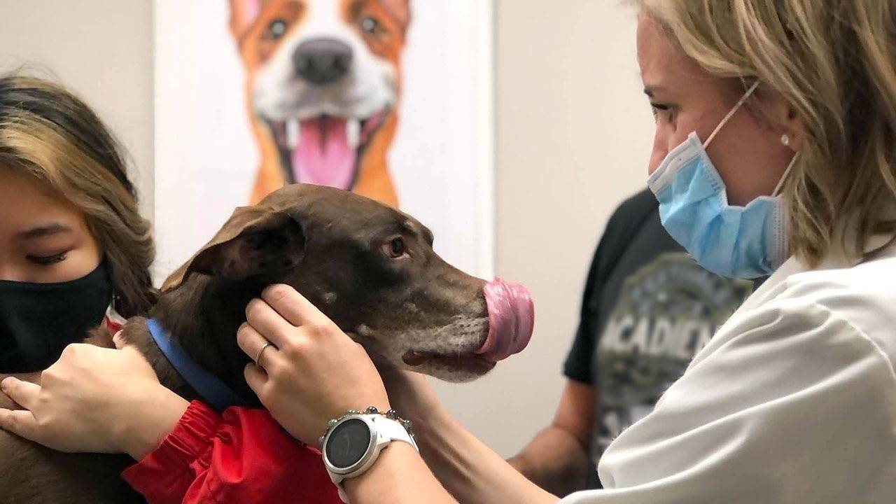 Pet Wellness Month: Ten ways to improve your pet’s health today