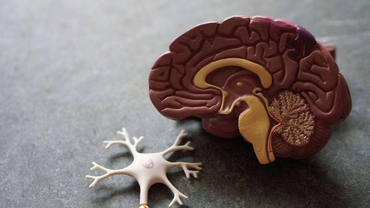A Brief History of the Brain