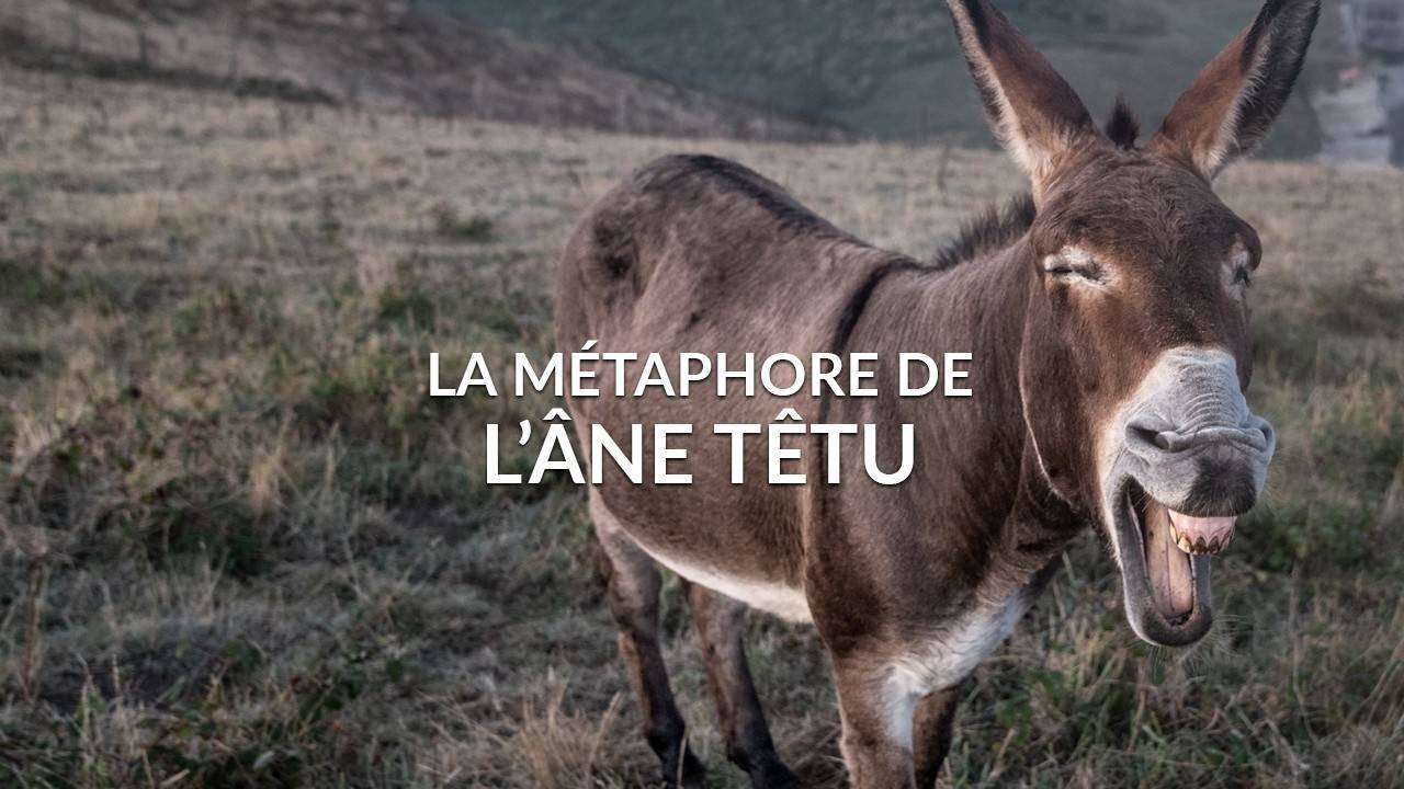 Comment S'appelle L'âne De Son Histoire Pix