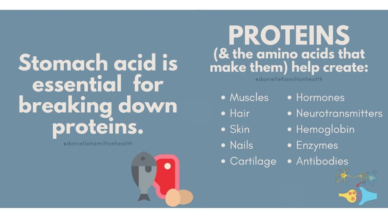 Stomach Acid is Essential for Breaking Down Proteins