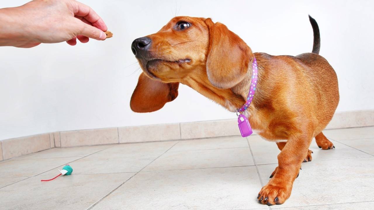 Is Your Dog Bad At Finding Treats On The Ground?