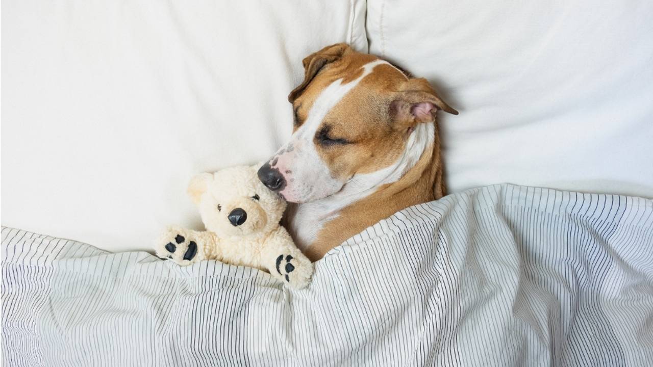 How to get a dog to sleep through the night best sale