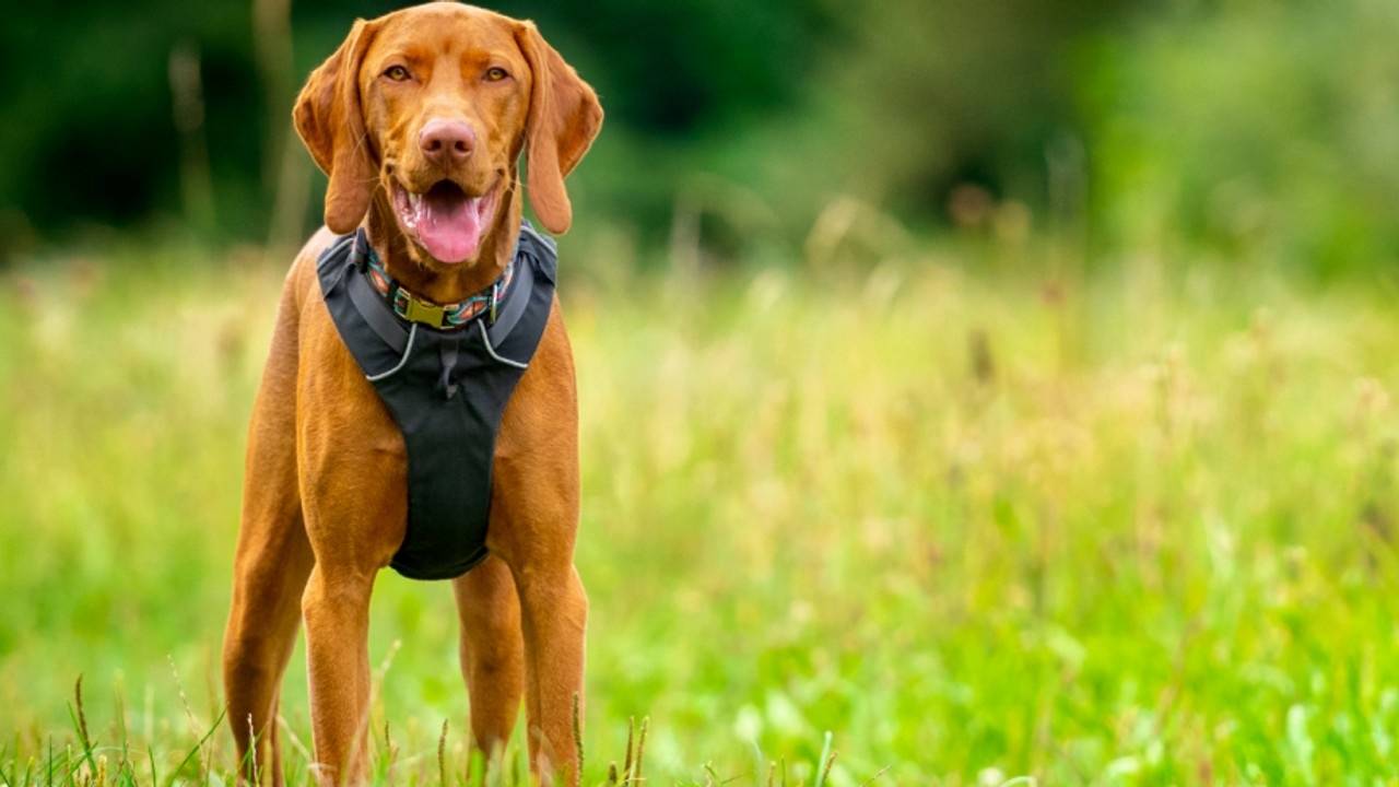 Training a Fearful Dog to Wear a Harness (Part 2)