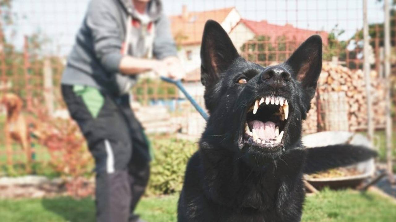 What to do when your dog is lunging and barking at another dog?