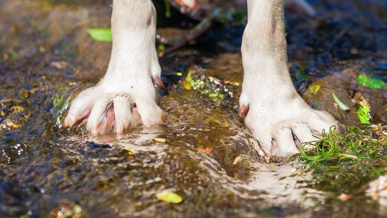 No Touch Paw Washing for Fearful Dogs