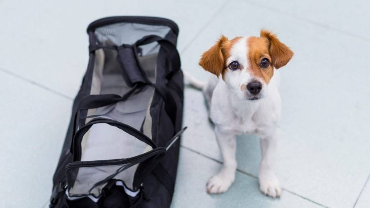Training Your Dog to Get Into a Carrier