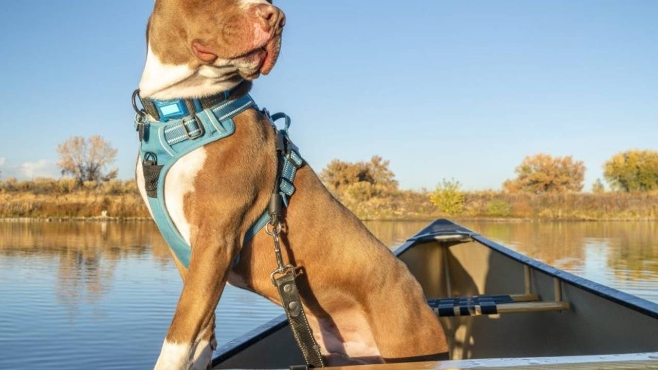 How to Introduce Your Dog to a New Harness