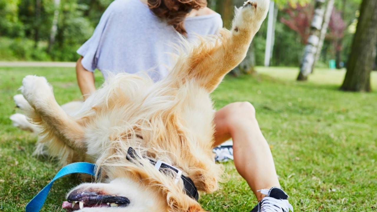 Teach Your Fearful Dog to Play