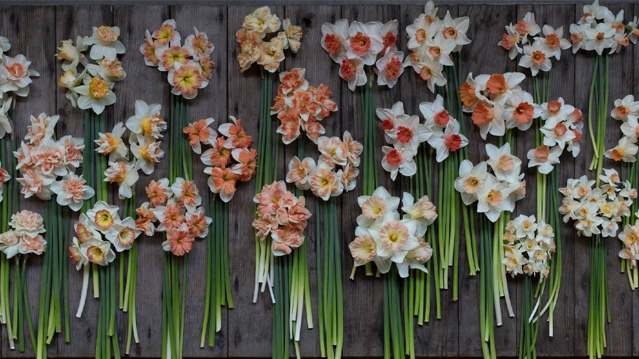 Floret's Favorite Daffodil & Narcissus Flower Guide Optin