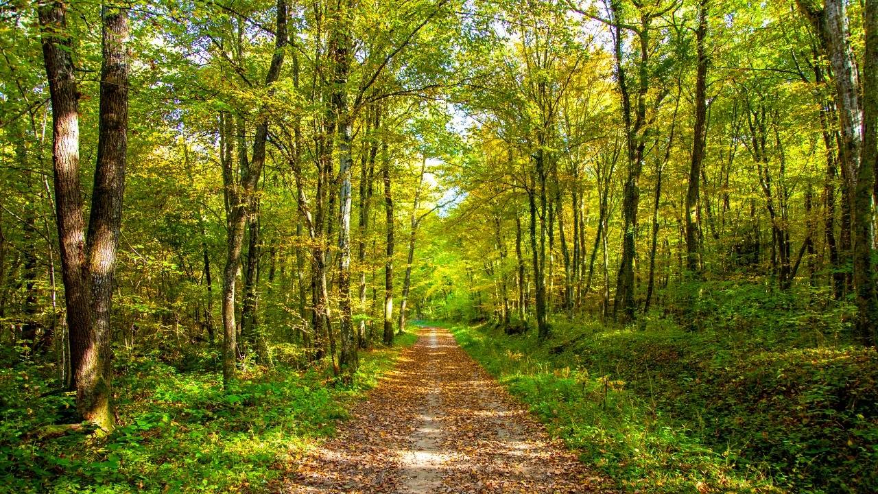 Why Millions of People in Japan Take “Baths” in the Woods…