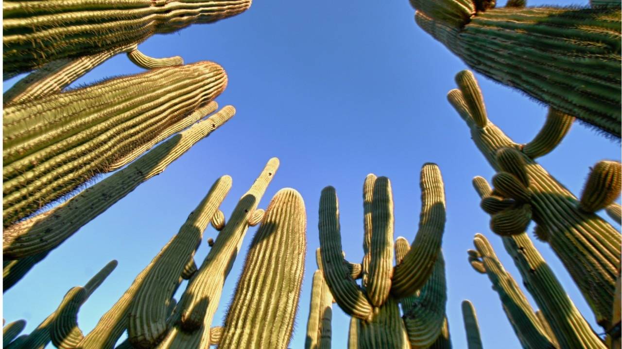 Surprising Longevity Wisdom — from the Desert?