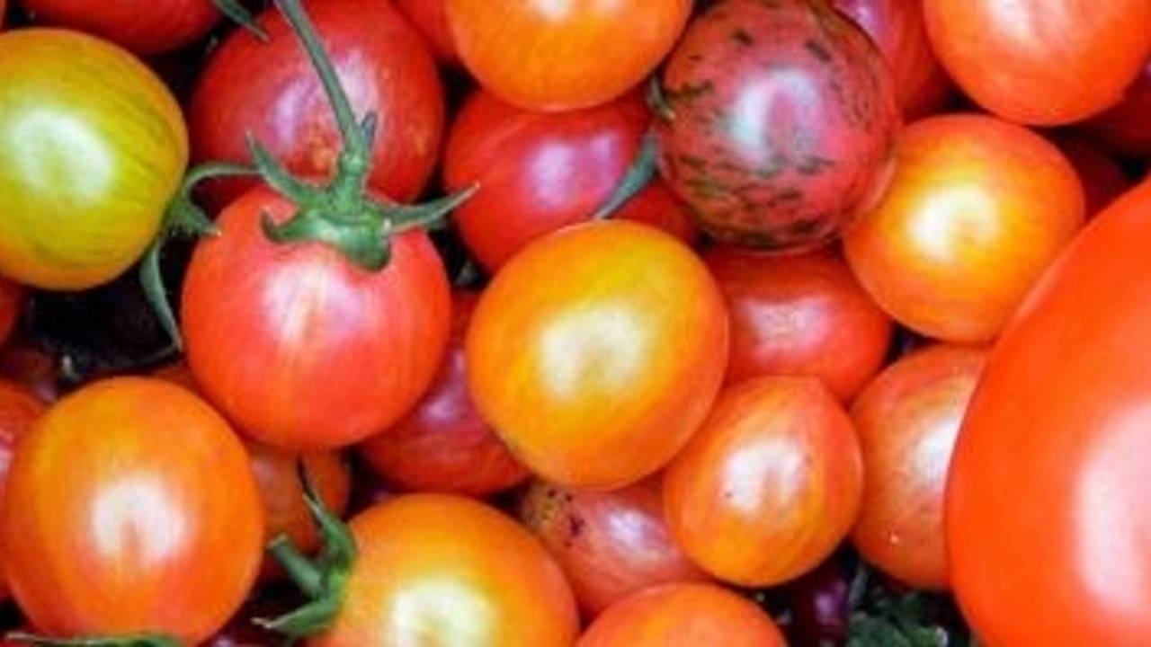What you Need to Know About Heirloom Tomatoes