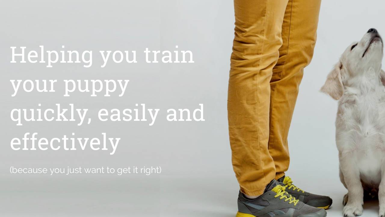 Dog Training for Busy People