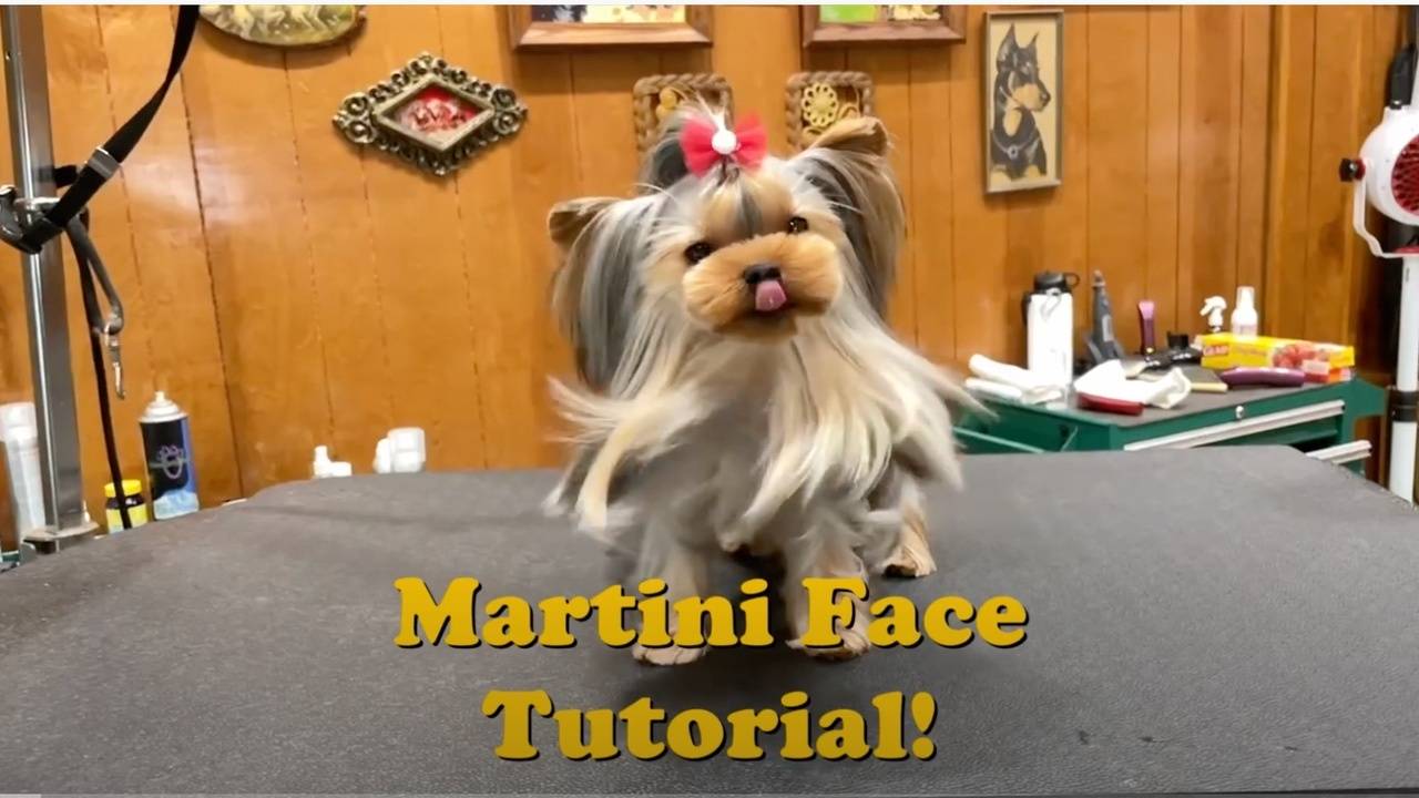 How to Groom a Yorkie Face