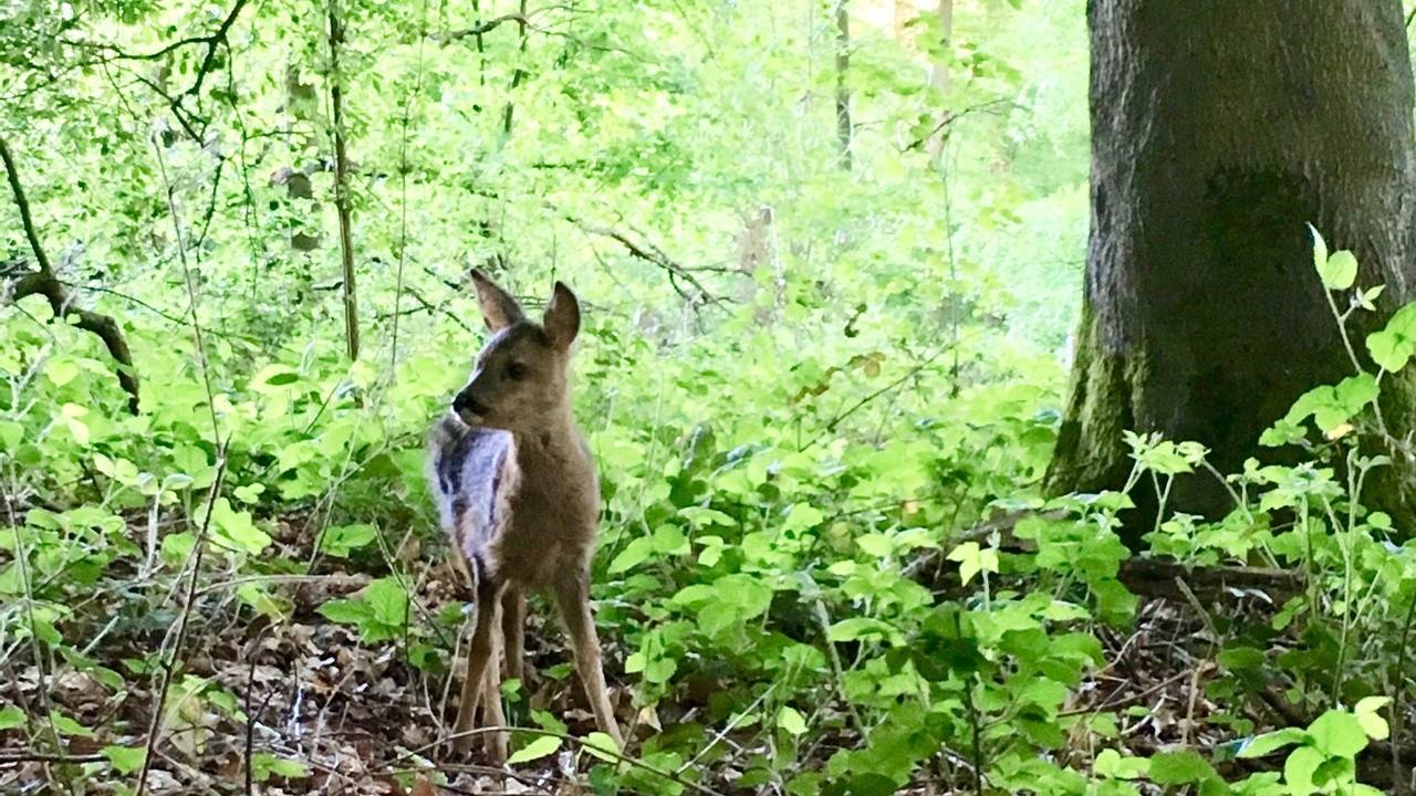 Geschenken van het woud