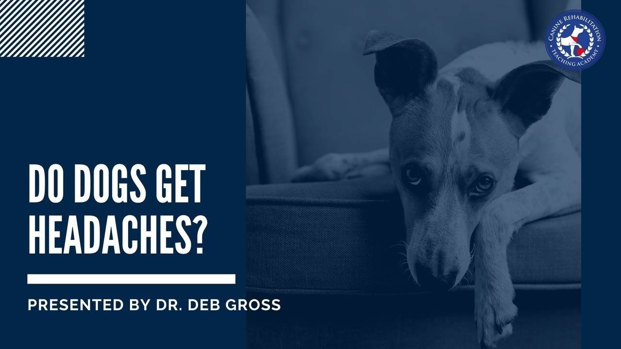 Do Dogs Get Headaches?