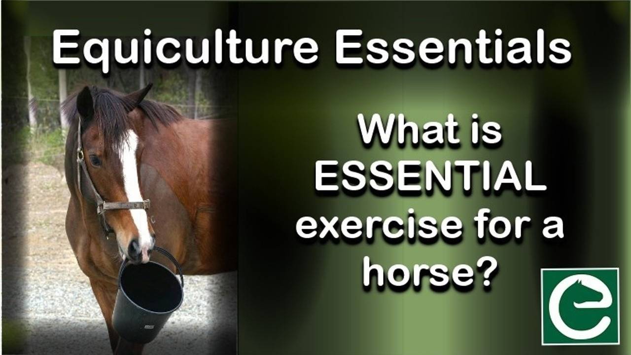 What is ESSENTIAL exercise for a horse?