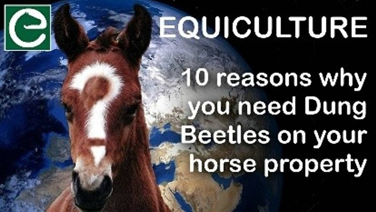 10 reasons why you need Dung Beetles on your horse property