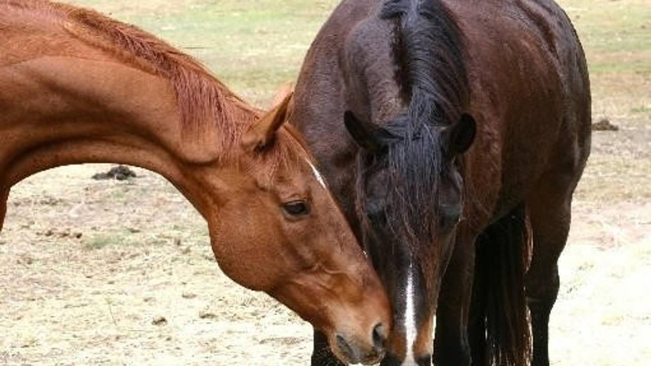 Ethical horse care, welfare and management