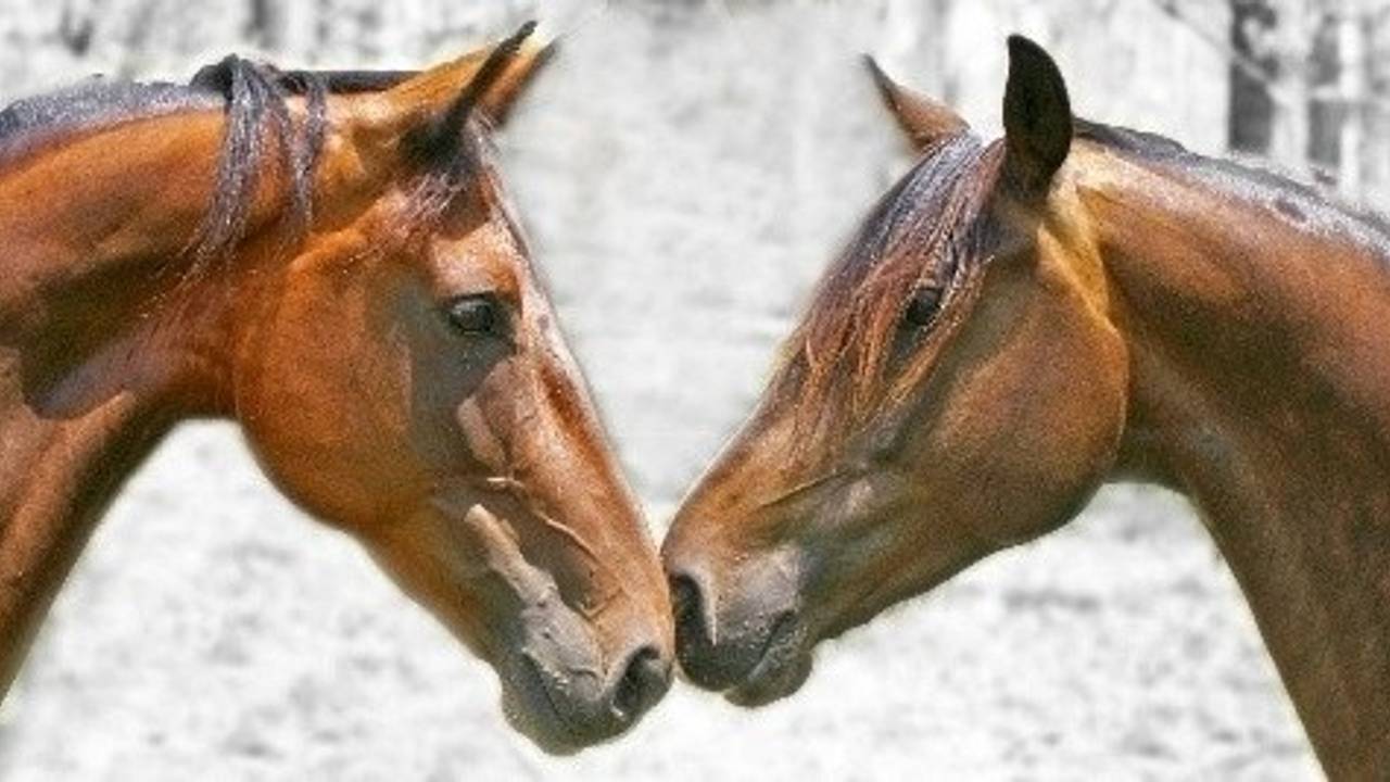 Ethical horse ownership and management