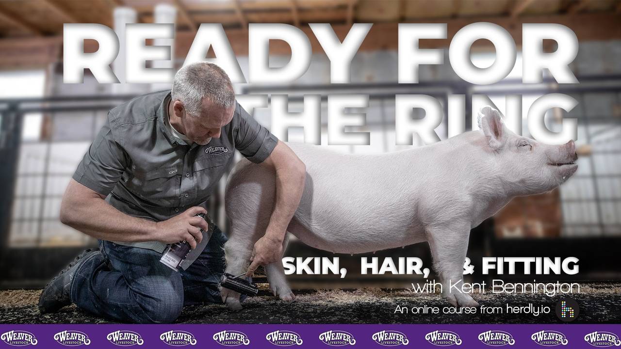 Ready for the Ring Show Pig Skin, Hair, & Fitting
