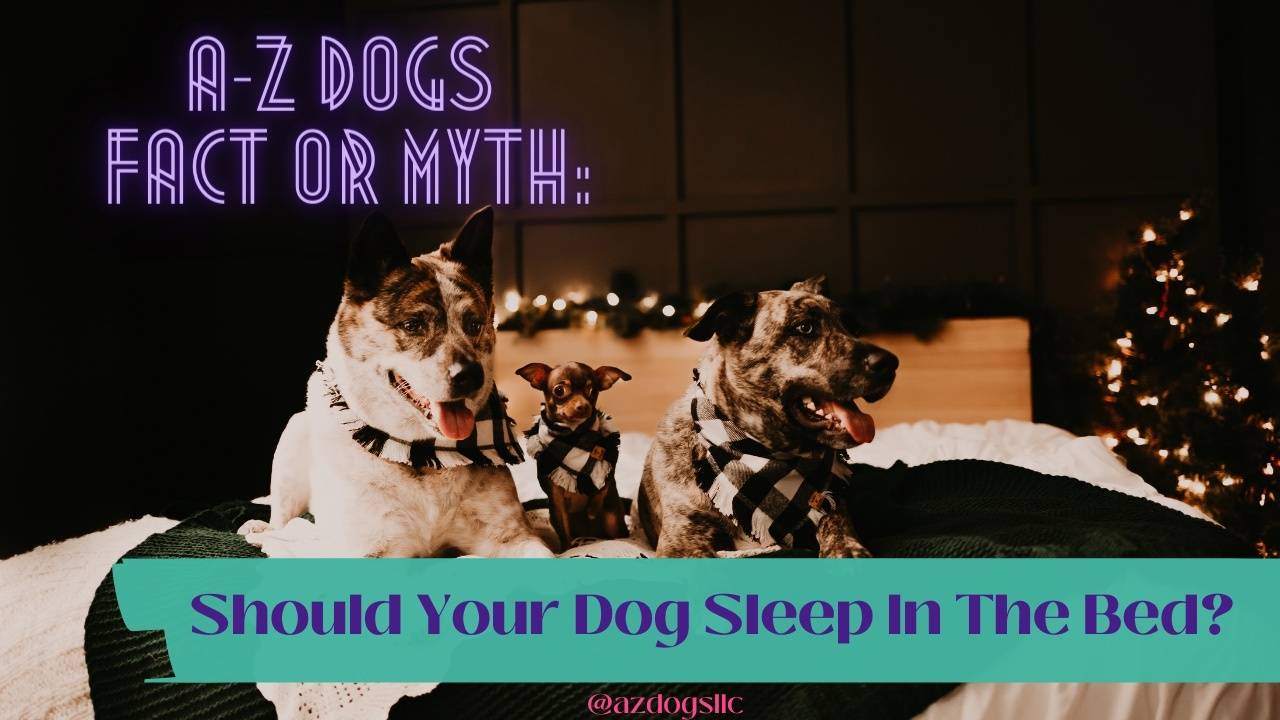 Fact or Myth Should Dogs Be Allowed In Bed?