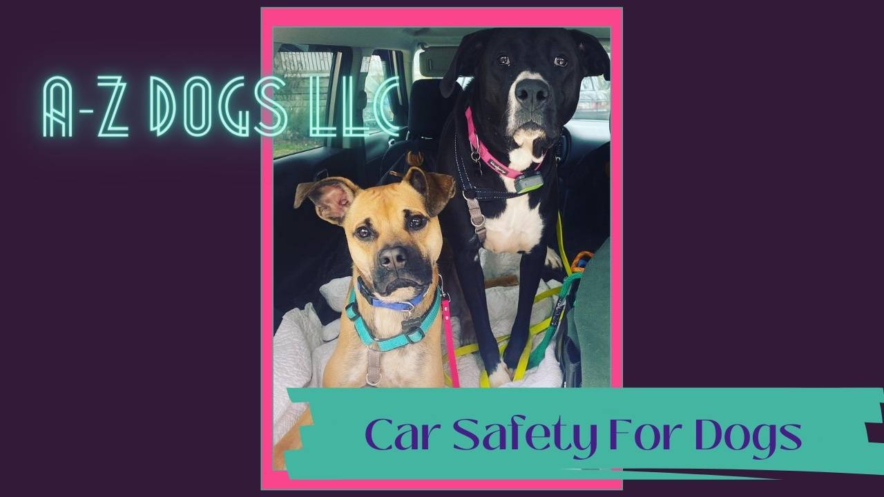 Car Safety For Your Pup