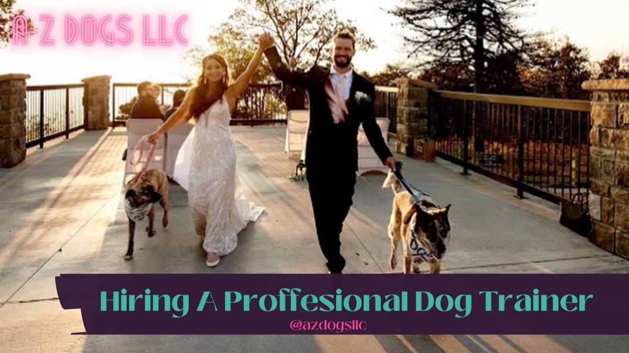 How Much Does Dog Training Cost?