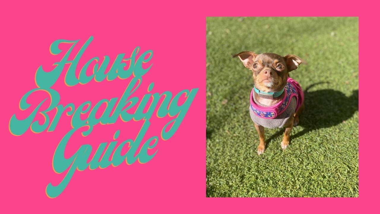 Image showcasing Housebreaking Your Puppy