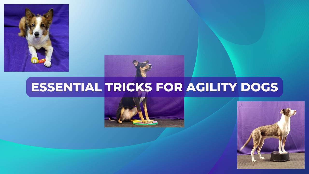 Dog Agility Trick Training Essential Tricks for Agility Dogs