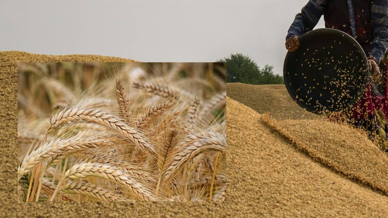 FF Blog - Separating the Wheat from the Chaff